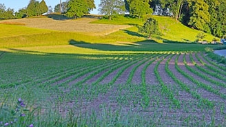 View of a farming simulation game with lush green fields and animated crops