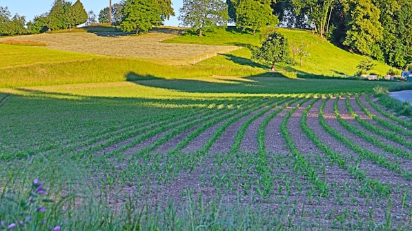A lush, green landscape with rolling fields and rows of young crops. The horizon is lined with trees, and the sunlight casts soft shadows on the ground. A distant road curves along the edge of the planted area, adding depth to the scene.