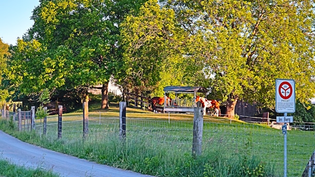 A rural scene features a grassy area with large, lush trees providing shade. There is a metal structure with a roof, possibly a feeding or shelter station for the cows nearby. A wooden fence runs along the road, which is bordered by tall grass. A sign is visible, indicating private property, and sunlight filters through the leaves, casting a warm glow.