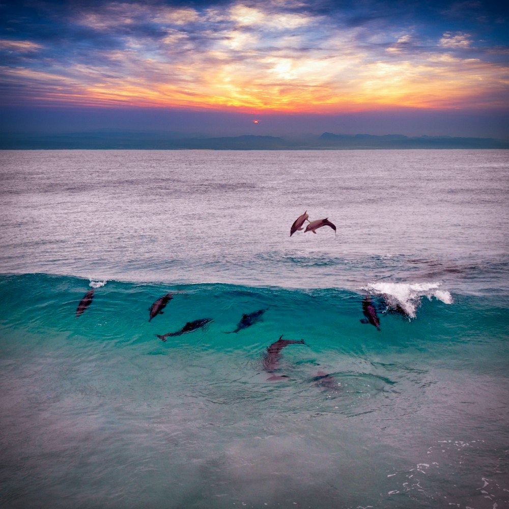 Menschen, die bei Sonnenuntergang auf Meereswellen surfen