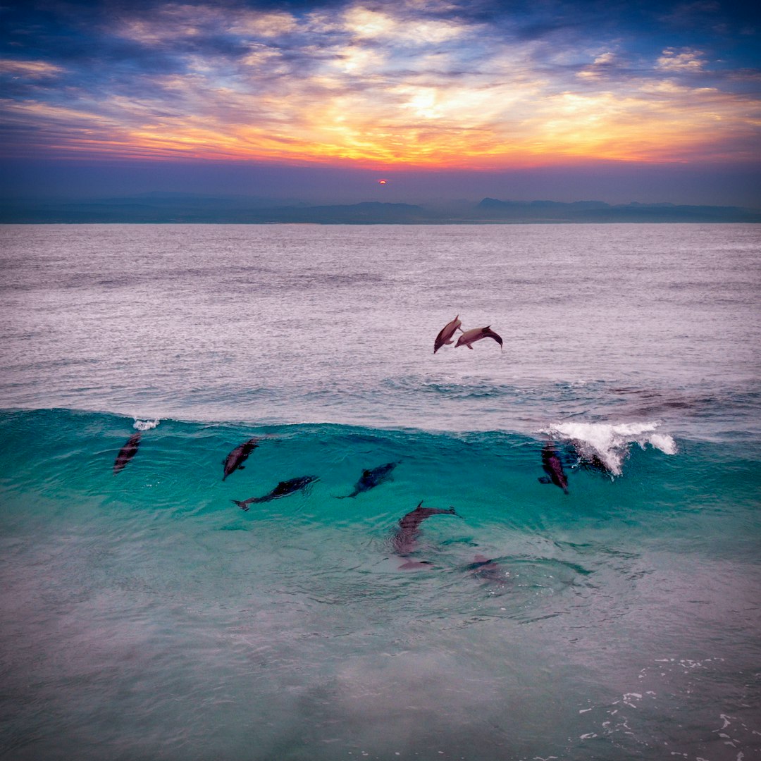  people surfing on sea waves during sunset dolphin