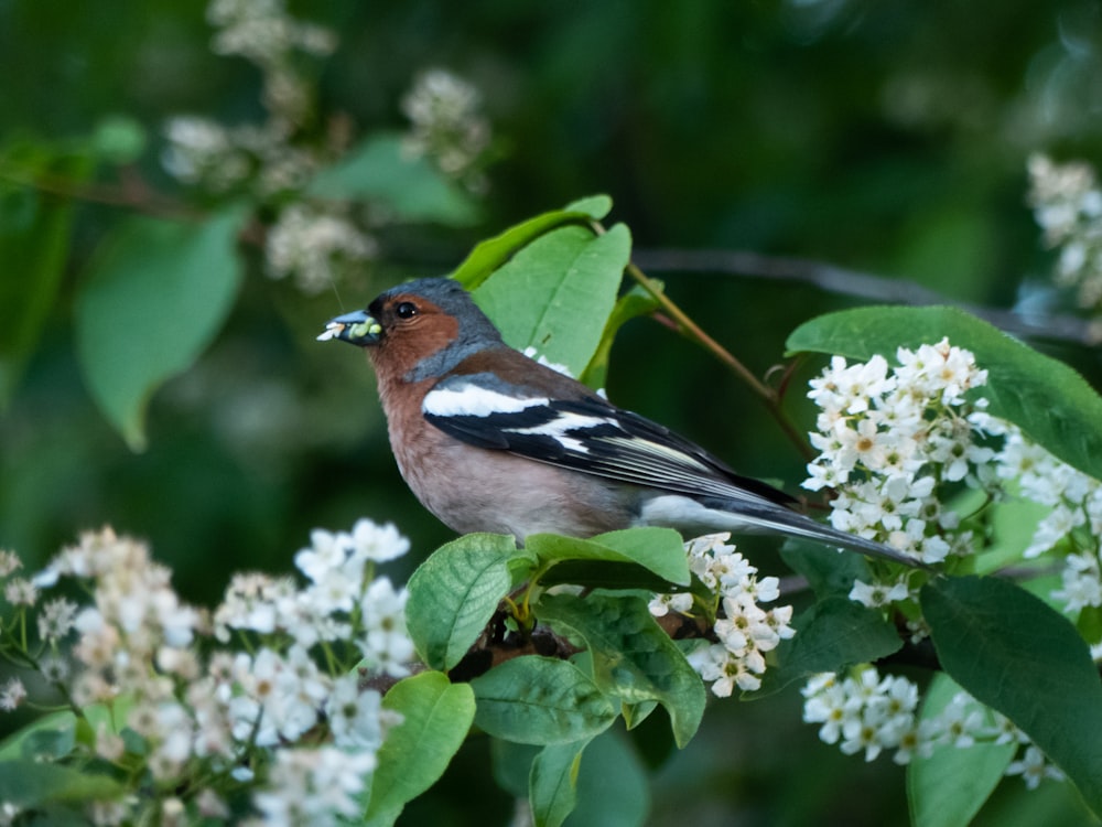 brown and black bird on green tree during daytime