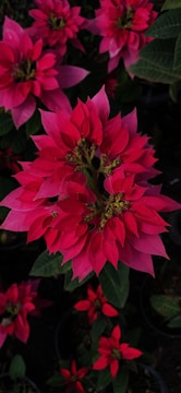 Close-up of vibrant red poinsettias arranged in a festive holiday display.
