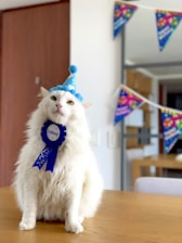 A fluffy white cat is sitting on a wooden table wearing a blue party hat and a matching blue ribbon around its neck. In the background, there are colorful festive banners hanging on the wall, adding a celebratory atmosphere.