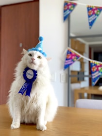 A fluffy white cat is sitting on a wooden table wearing a blue party hat and a matching blue ribbon around its neck. In the background, there are colorful festive banners hanging on the wall, adding a celebratory atmosphere.