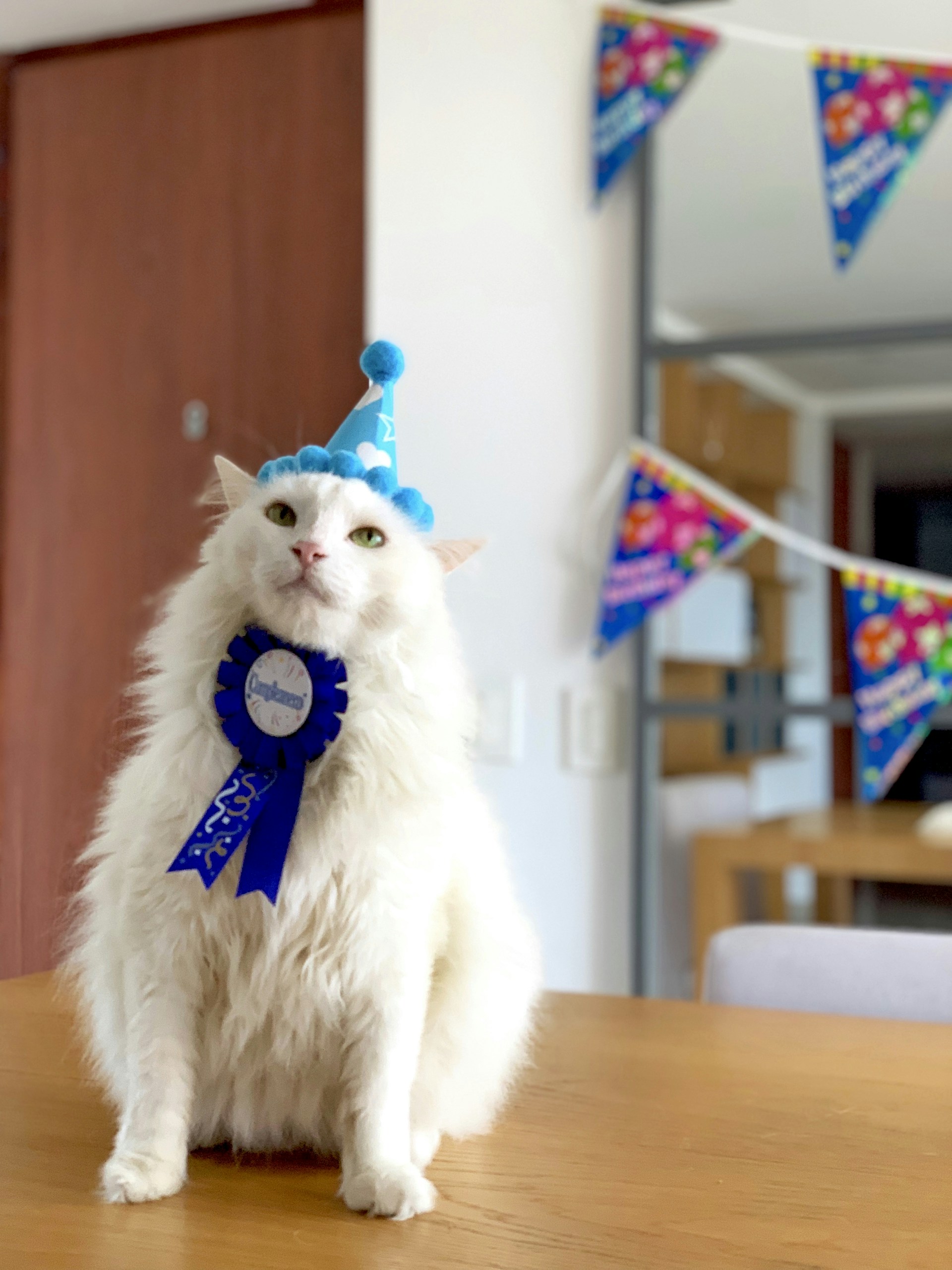 A fluffy white cat is sitting on a wooden table wearing a blue party hat and a matching blue ribbon around its neck. In the background, there are colorful festive banners hanging on the wall, adding a celebratory atmosphere.