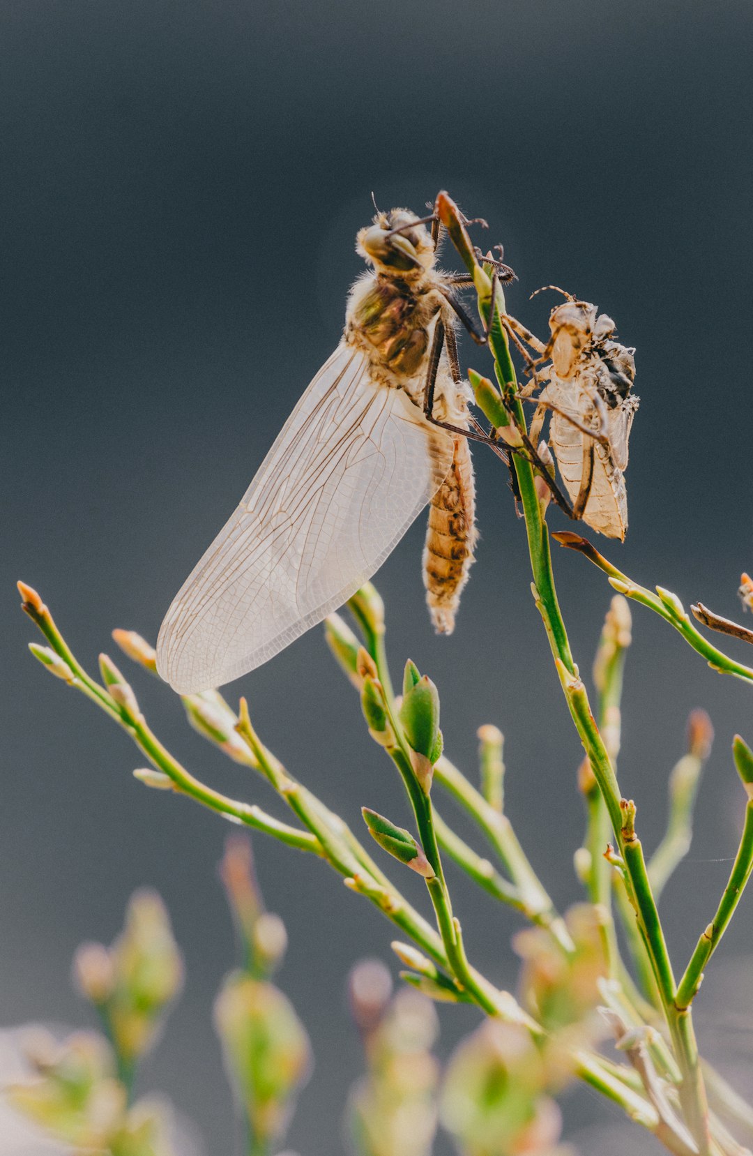 brown and black dragonfly perched on green plant during daytime