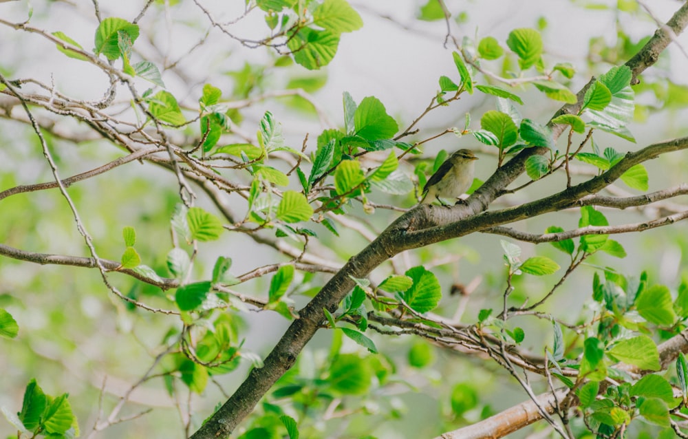 pájaro verde en la rama de un árbol durante el día