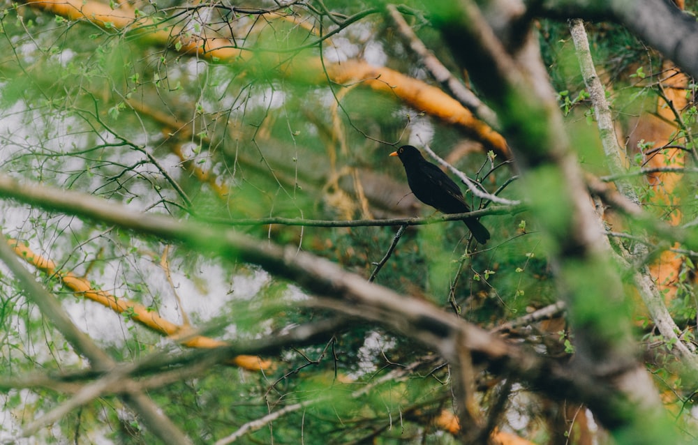 black bird on tree branch during daytime