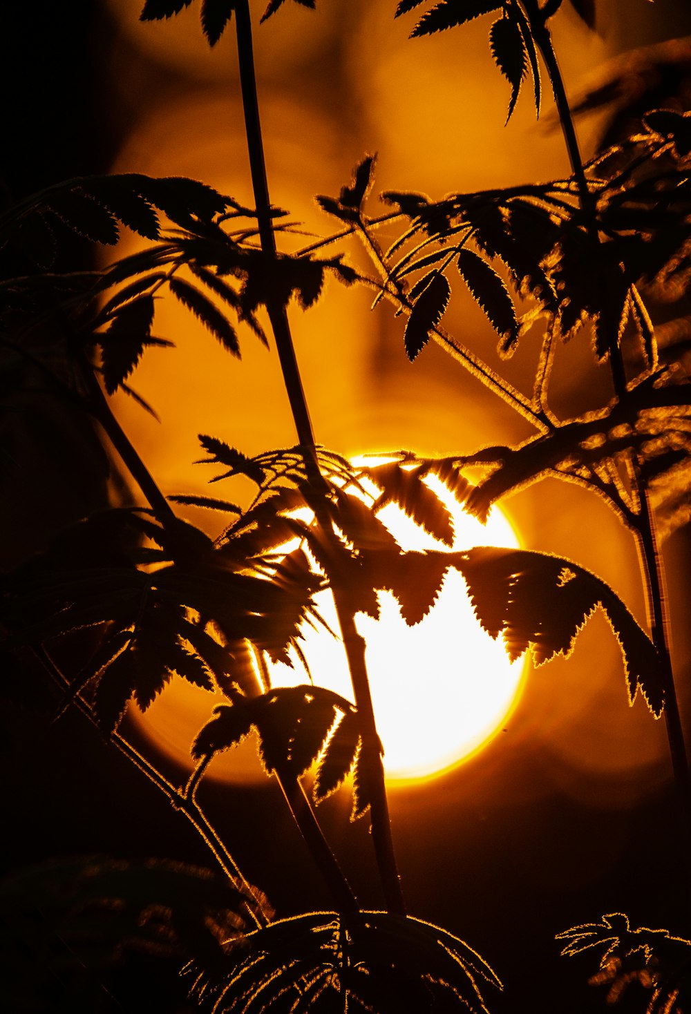 silhouette of leaves during sunset