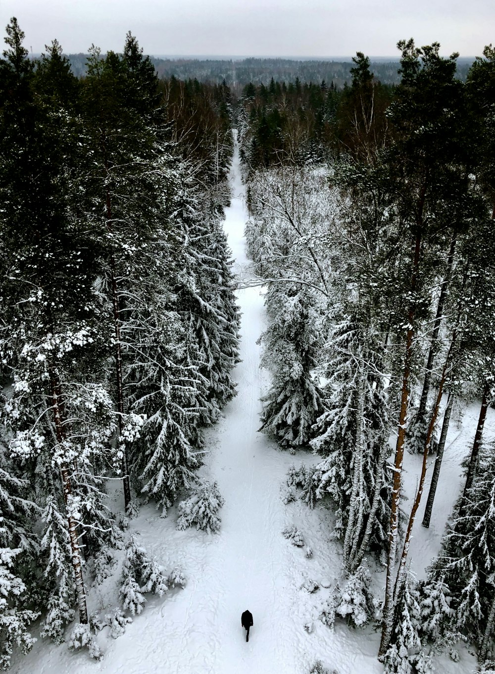 árvores cobertas de neve durante o dia