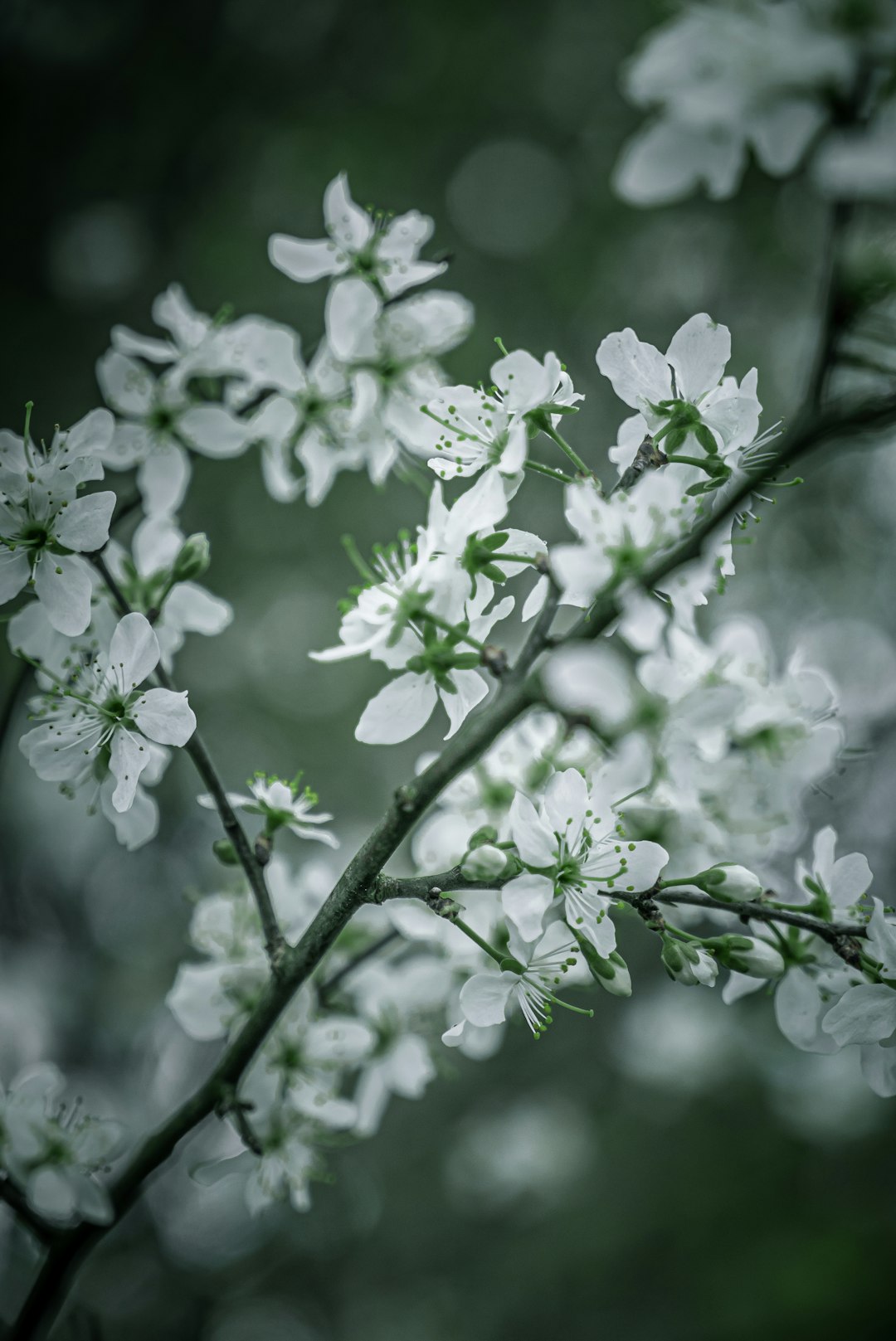 white flowers in tilt shift lens