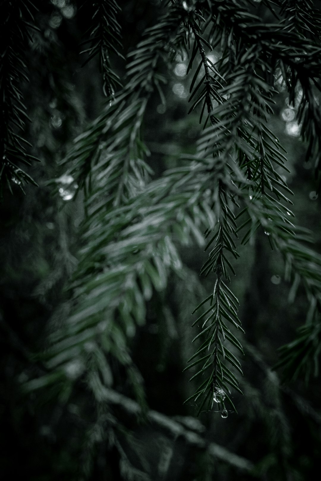 green leaves in close up photography