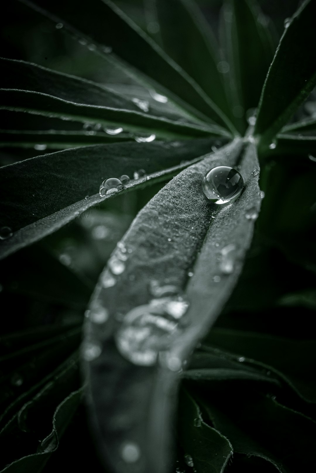 water droplets on green leaf