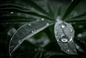 Close-up of water droplets on leaves