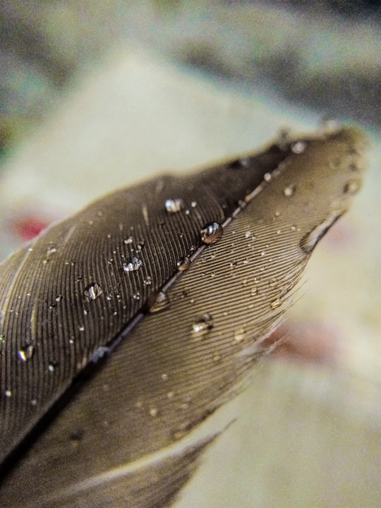 black and white feather in close up photography in Indore India