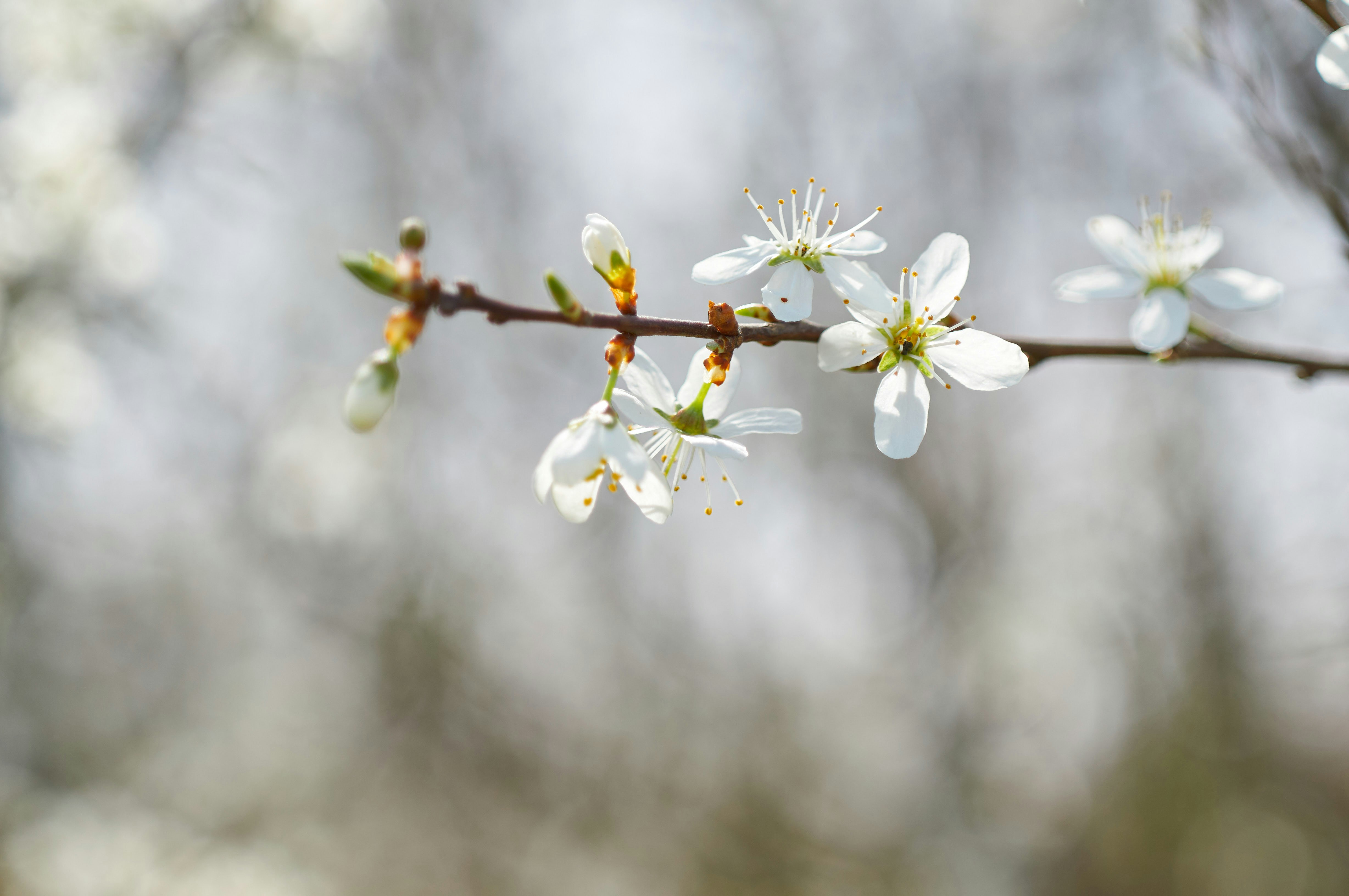 Photo by wolfgang_hasselmann