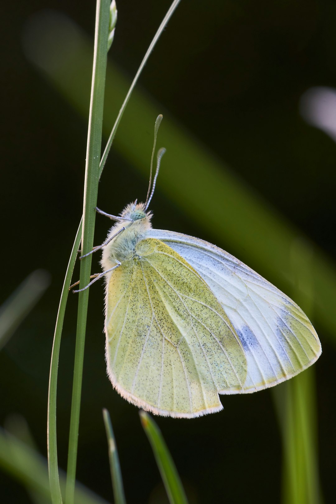 green butterfly on green leaf