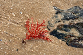 A vibrant red seaweed lies on a sandy beach, surrounded by small pebbles and fragments of shells. The sand features ripples formed by water, and there is a dark, wet area nearby, indicating the presence of wet rocks or other ocean elements.