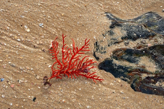 A vibrant red seaweed lies on a sandy beach, surrounded by small pebbles and fragments of shells. The sand features ripples formed by water, and there is a dark, wet area nearby, indicating the presence of wet rocks or other ocean elements.
