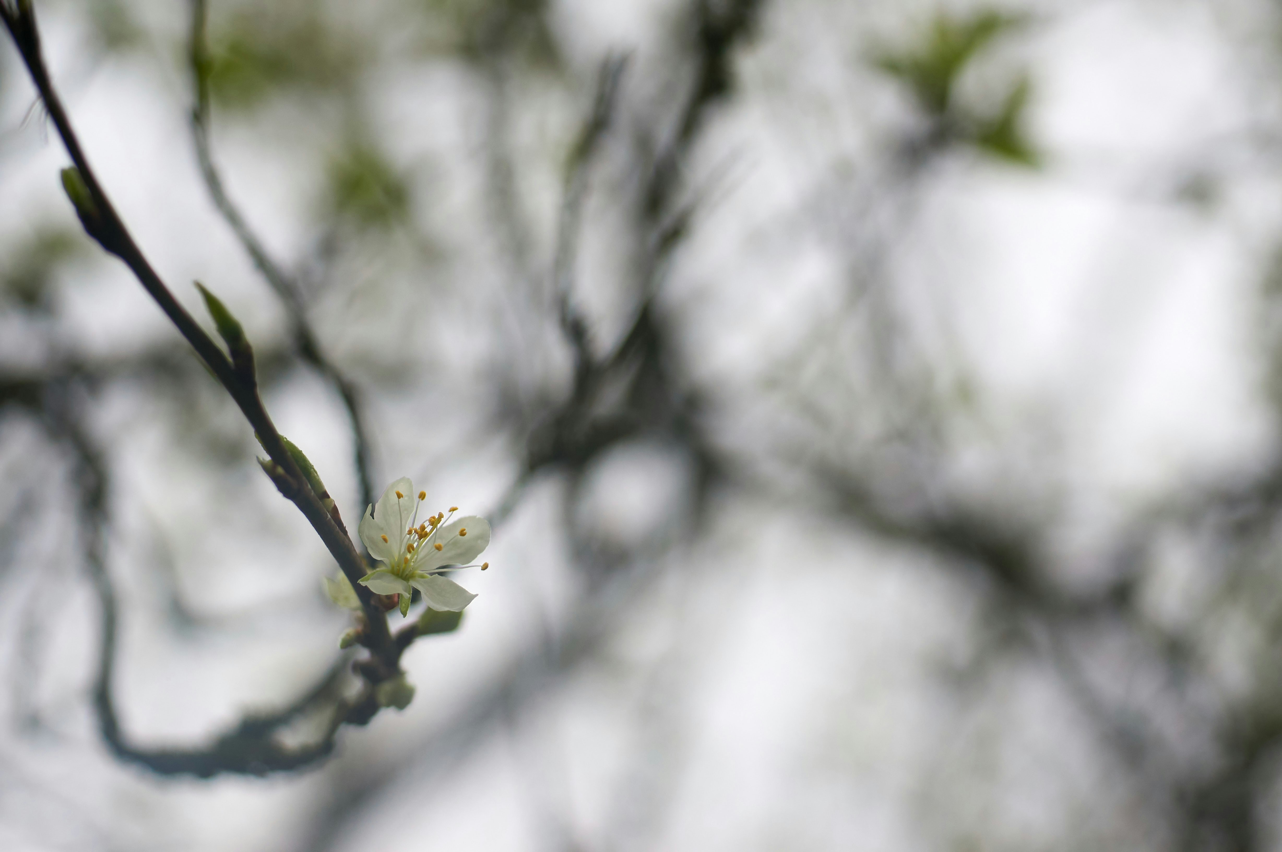 Photo by wolfgang_hasselmann