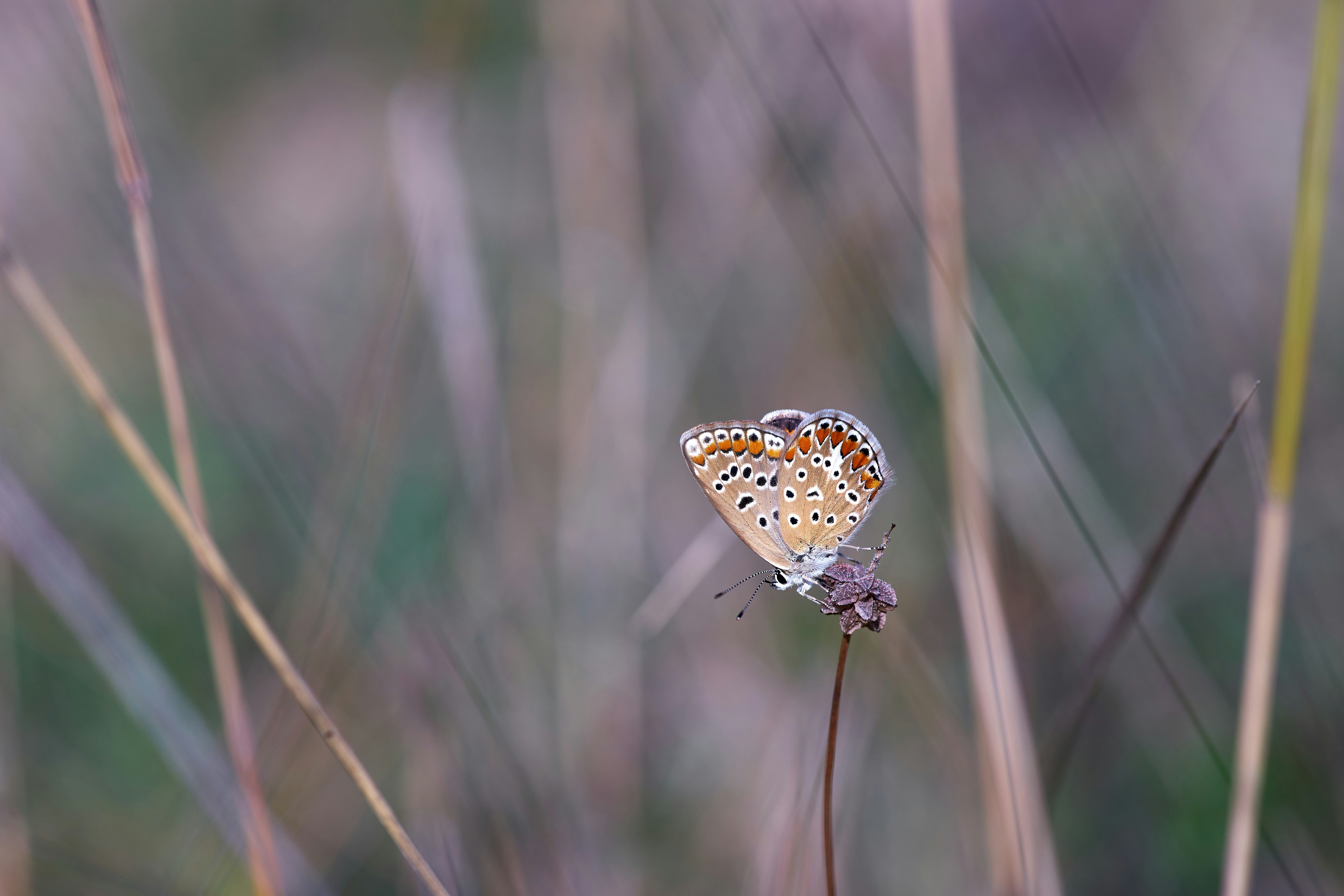 Photo by wolfgang_hasselmann