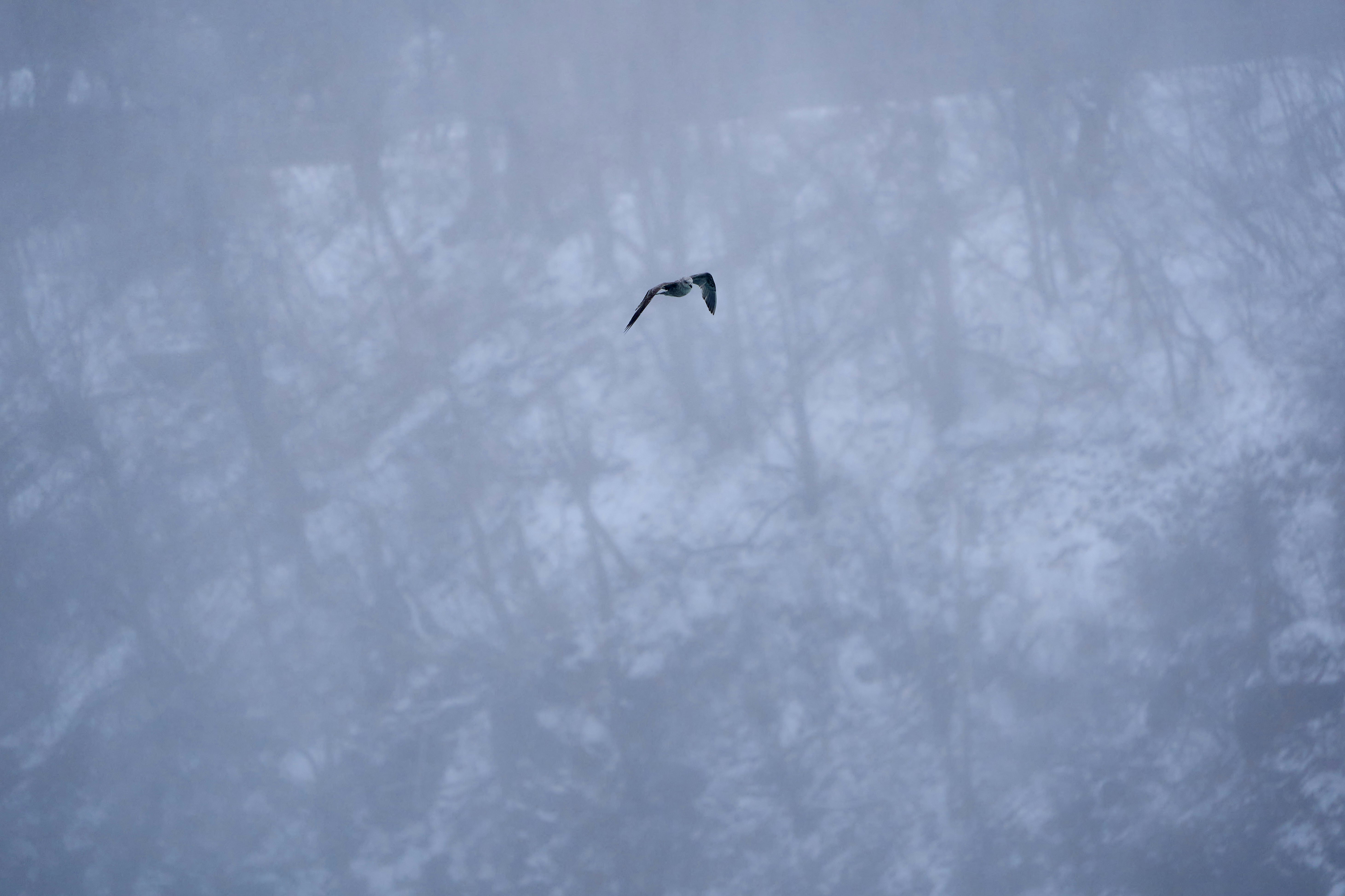 Photo by wolfgang_hasselmann