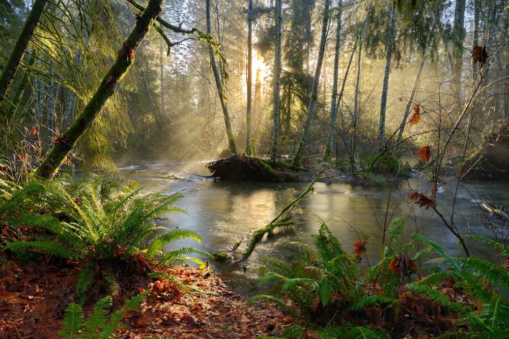 river in the middle of forest during daytime