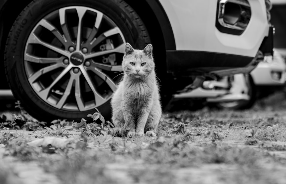 grayscale photo of cat on car wheel