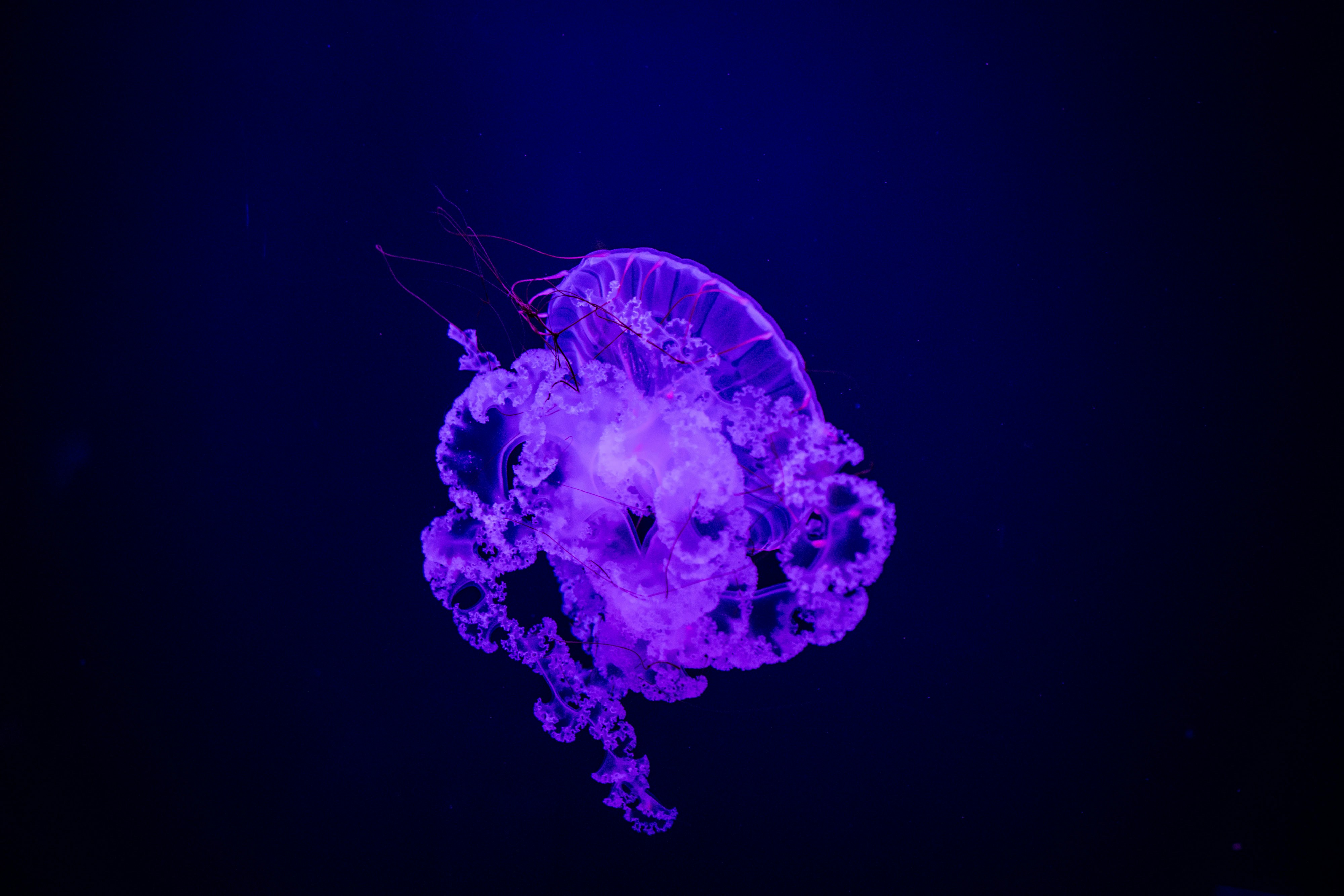 blue and white jellyfish in water