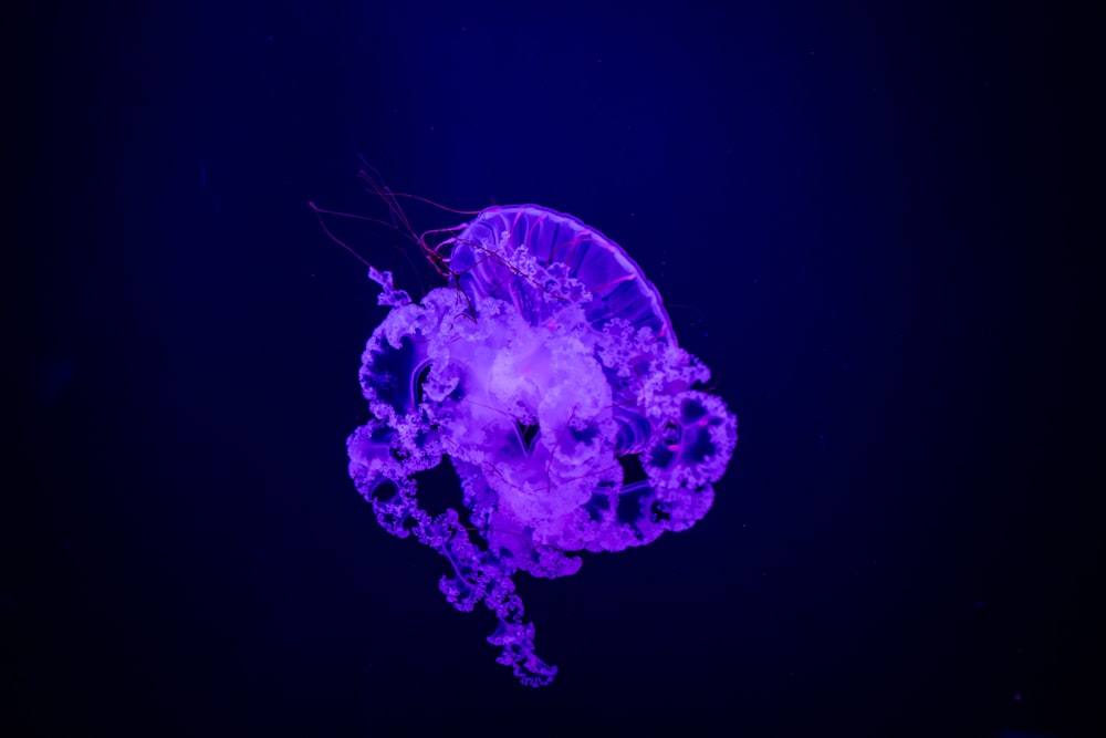 blue and white jellyfish in water