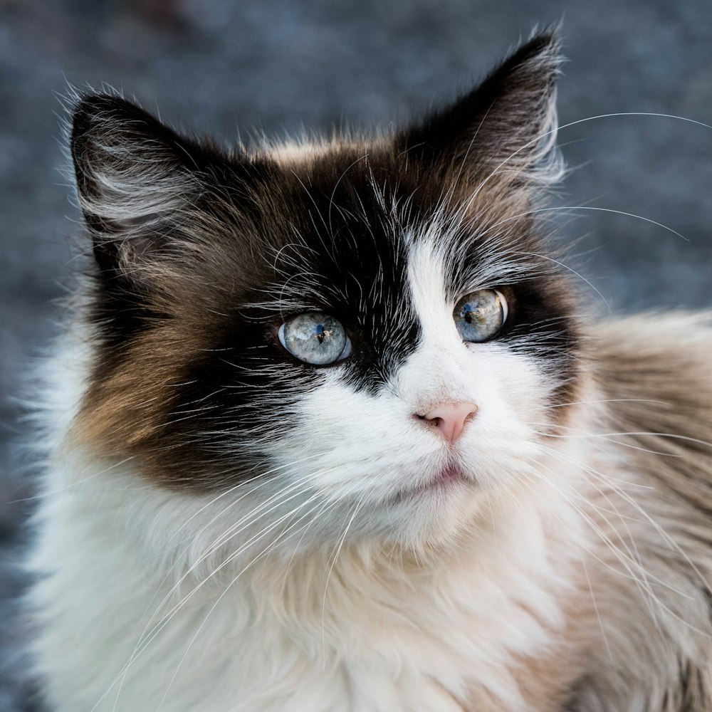 black and white long fur cat