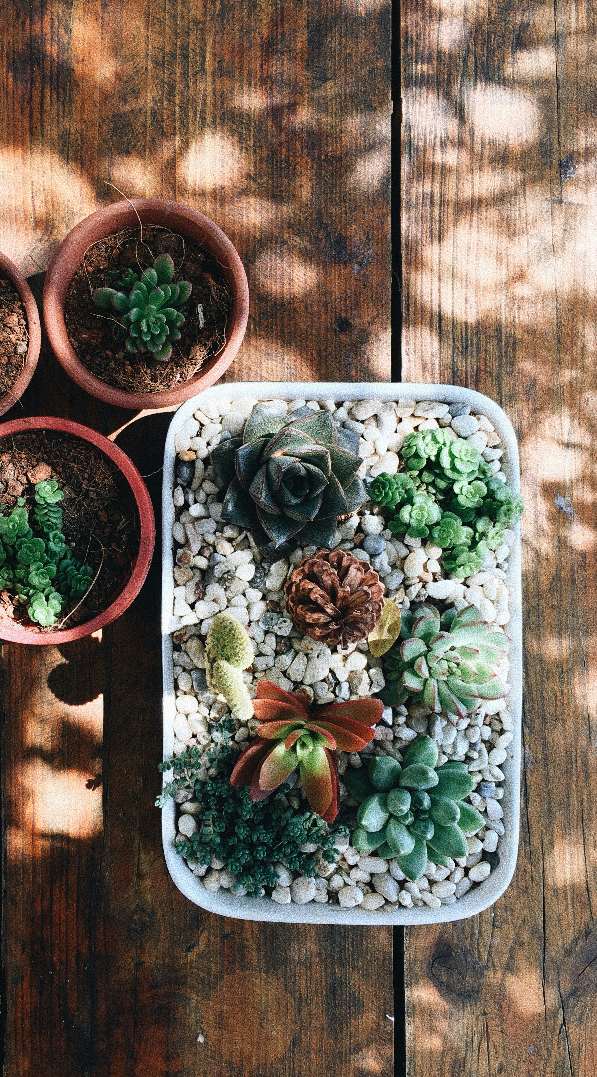 Decorating with Succulents: A Stunning Succulent Arrangement