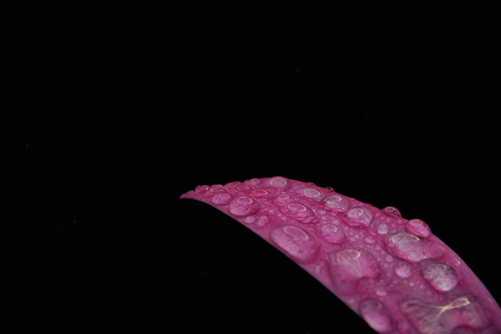 water droplets on purple leaf