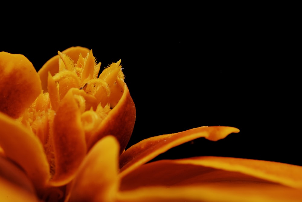 orange flower with black background