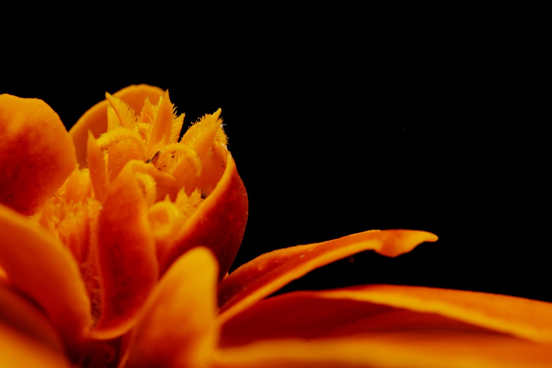 orange flower with black background