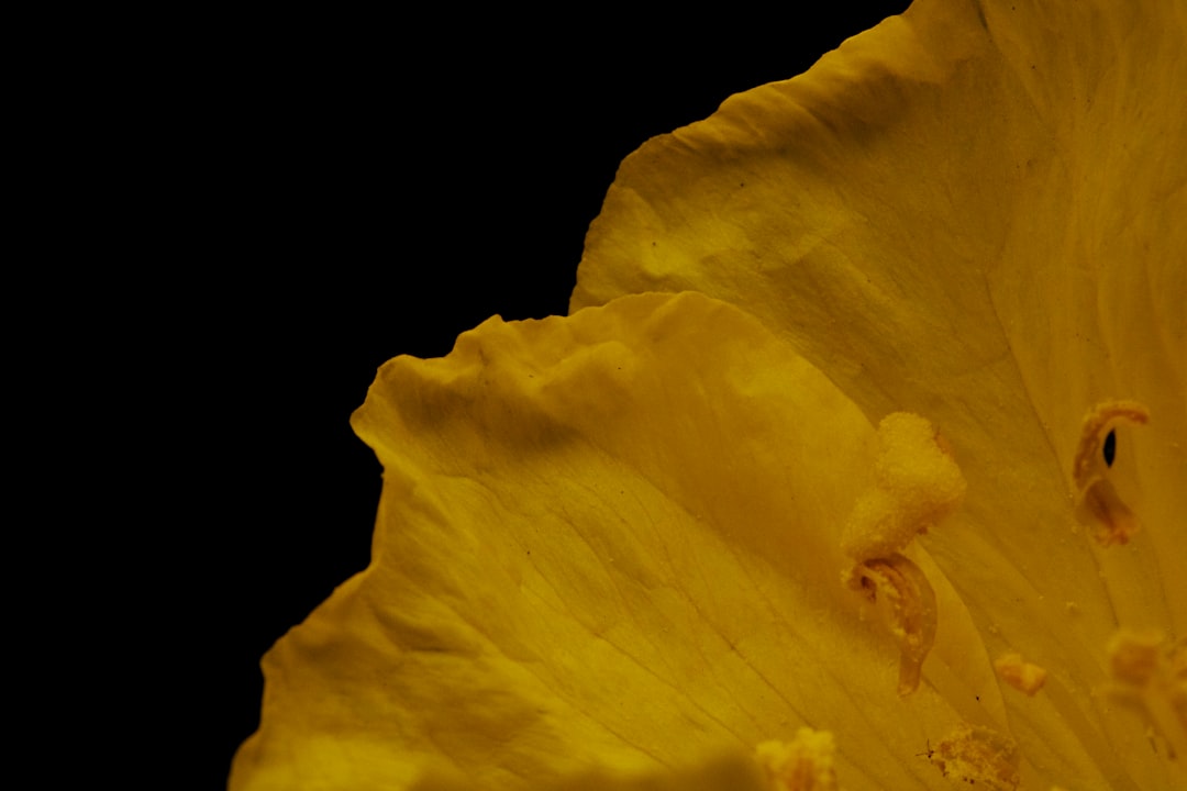 yellow flower in black background