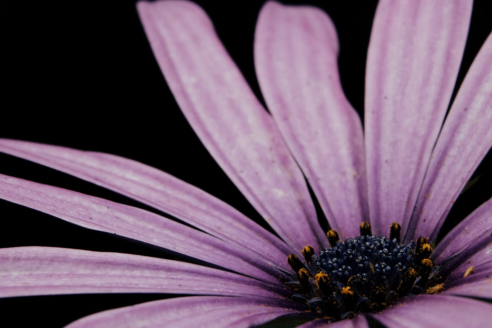 purple flower with water droplets