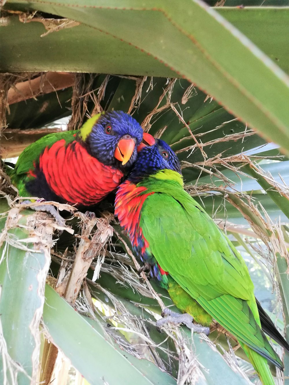 green blue and red bird on tree branch