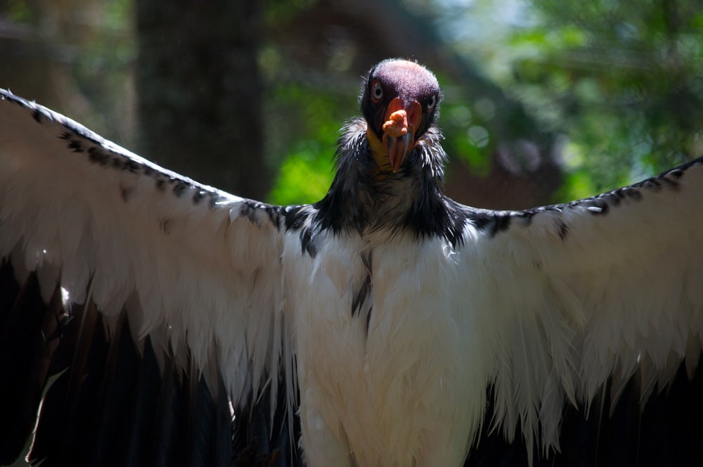 white and black bird flying