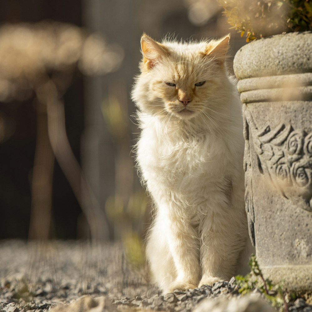 white and brown cat sitting on gray concrete surface