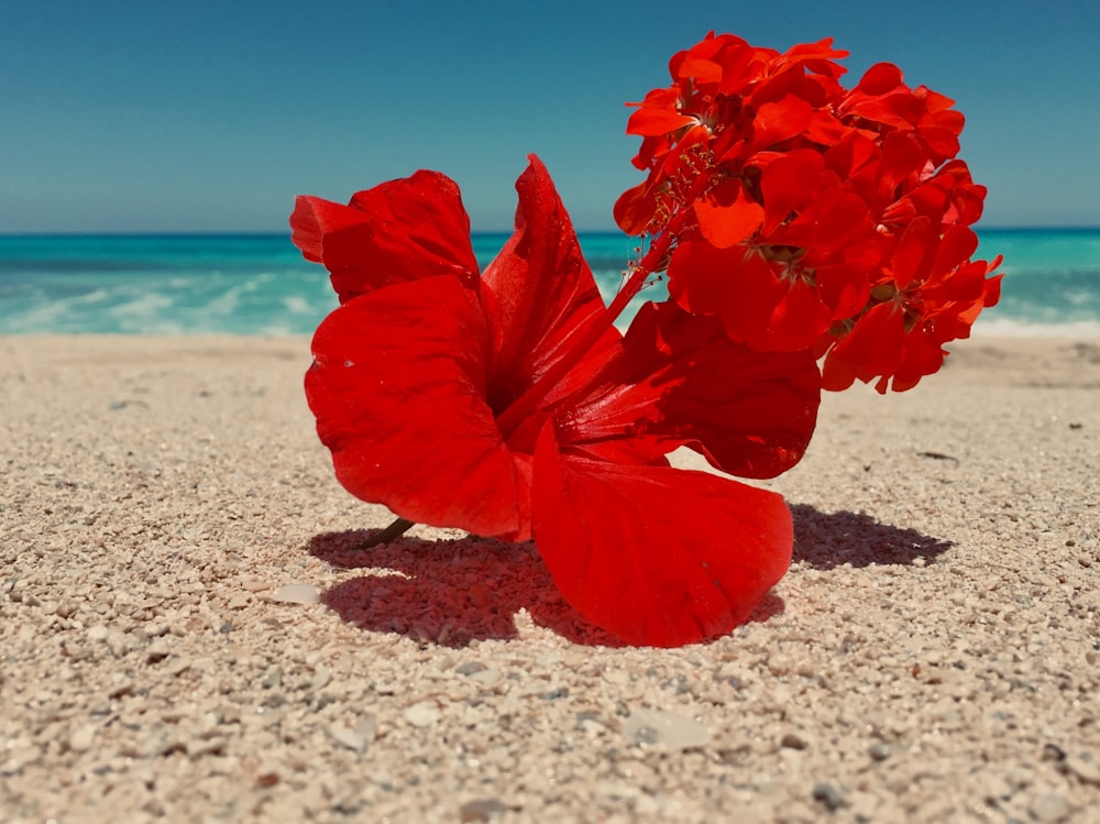red flower on white sand during daytime