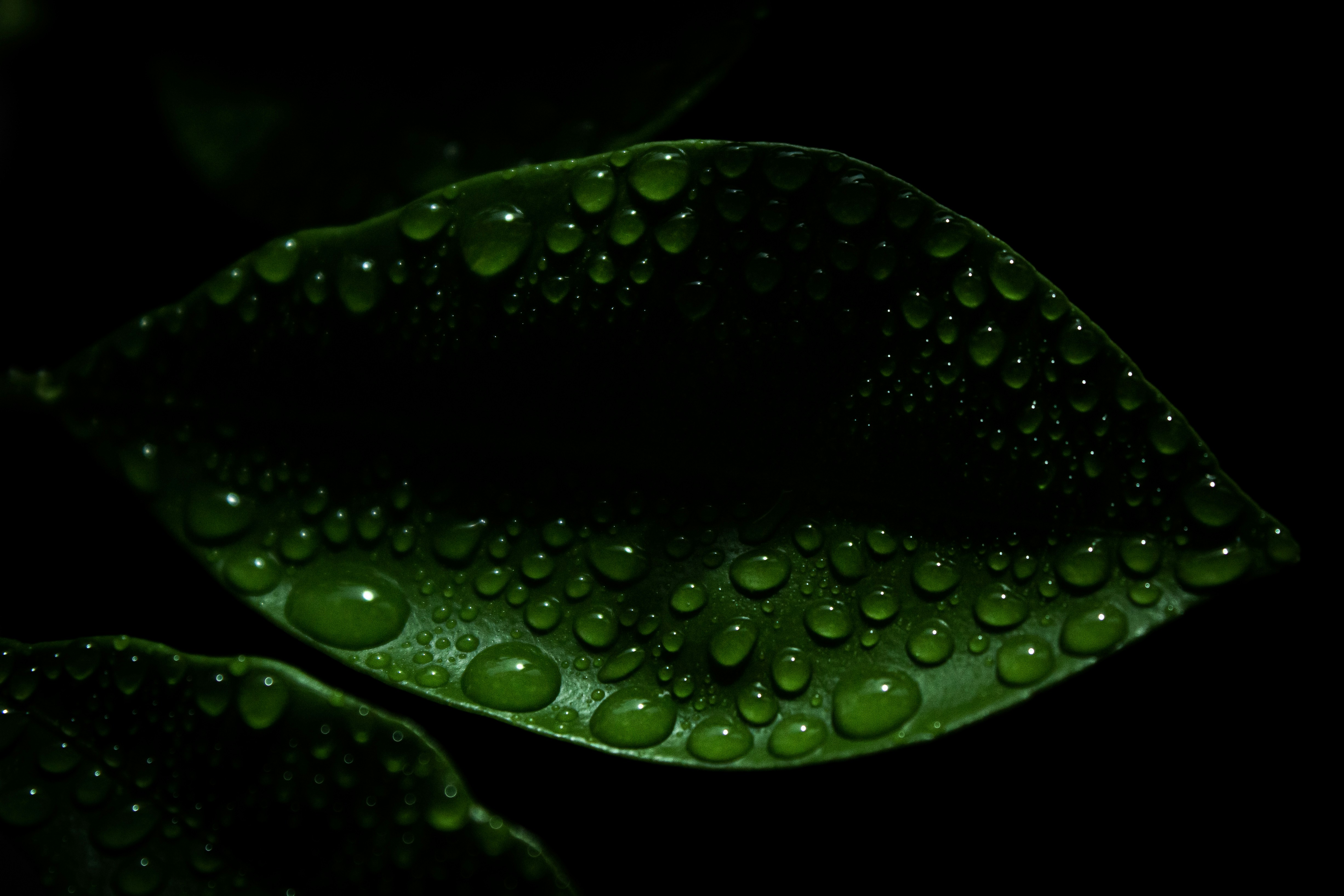 Photo by kitten_cake