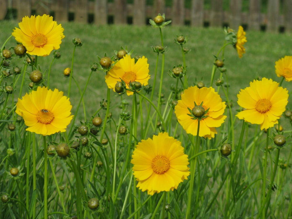 yellow flowers on green grass field during daytime