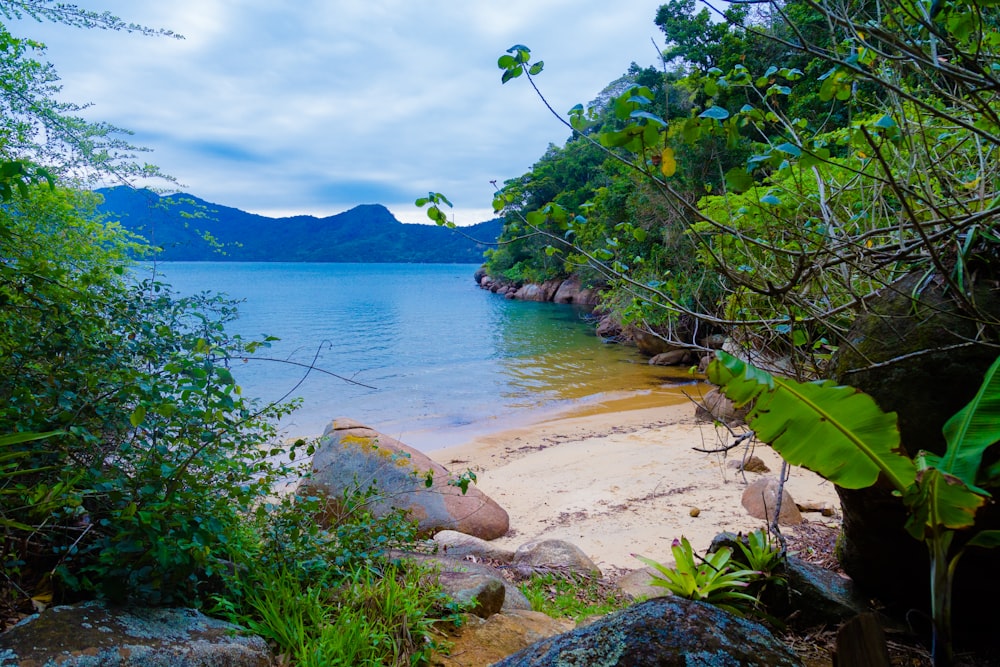 green trees near body of water during daytime