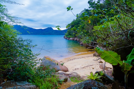 green trees near body of water during daytime in Paraty Brasil