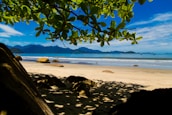 green tree on white sand beach during daytime