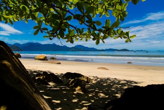 green tree on white sand beach during daytime