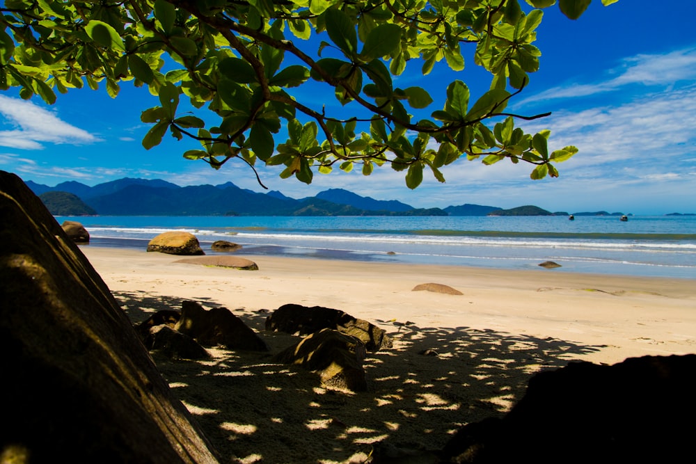 green tree on white sand beach during daytime