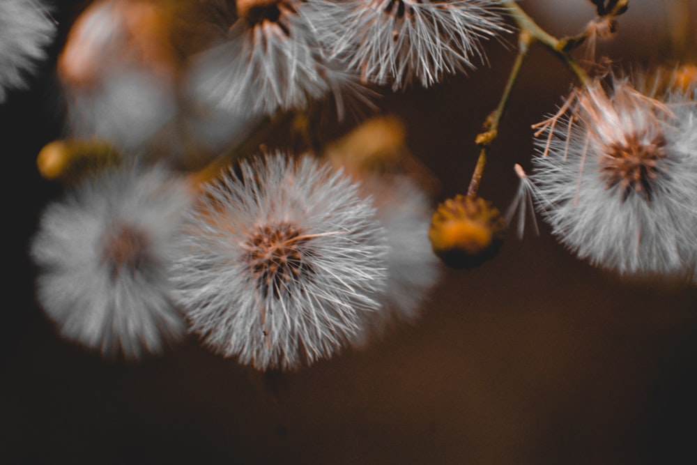 white dandelion in close up photography